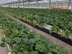 �`���r����̃A�O�x���[�ւ̓��e�ʐ^1