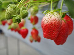 tats0601����̑t�̐X �Ȃ��� village�ւ̓��e�ʐ^1