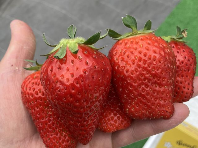 �傫�ȃC�`�S_���ڂ�������