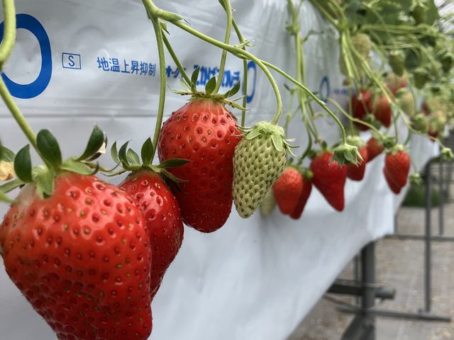 ����T�C�Y����Ȃ�ł�_���ڂ�������