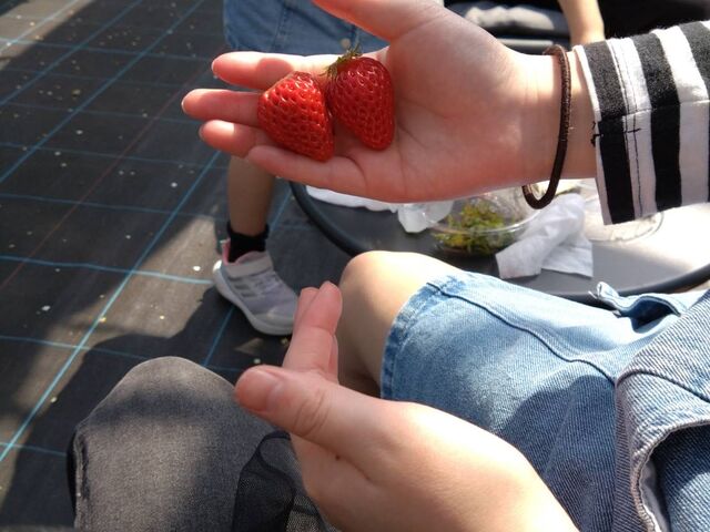 �������������_SHINJO FARM