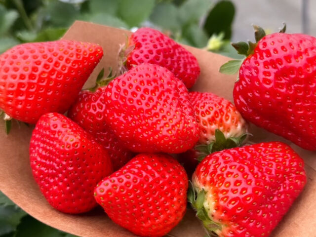 �^���ԂȂ�����_������ �Ղ��� -ichigo plant-