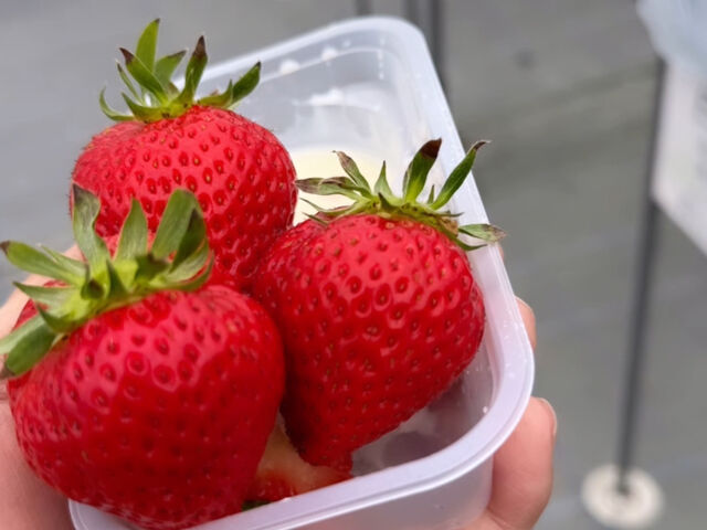 �嗱������_������ �Ղ��� -ichigo plant-