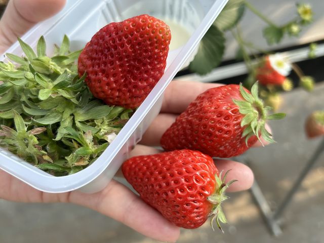 �嗱�T���ĐH�ׂĂ܂�����_�A�O�x���[