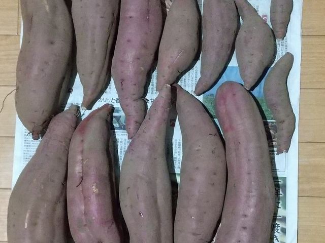 �y���y�𕥂�����B�������Ȃ��Ă���1�{���V�����ł���݂܂����B_������