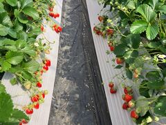 SANO Strawberry Farmւ̓eʐ^1