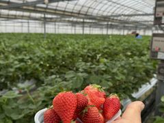 �a��񂳂�̂����܂_���ւ̓��e�ʐ^1