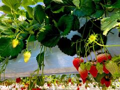 Ђ݂񂳂̃qt@[ւ̓eʐ^1