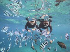 ۂ̃JmA_Cu Kanoa Diveւ̓eʐ^1