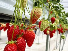 ՂɂՂɂ̕όAOXl΂ւ̓eʐ^1