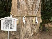 harusu����̑�R�_�_�Ђ̓��e�ʐ^4