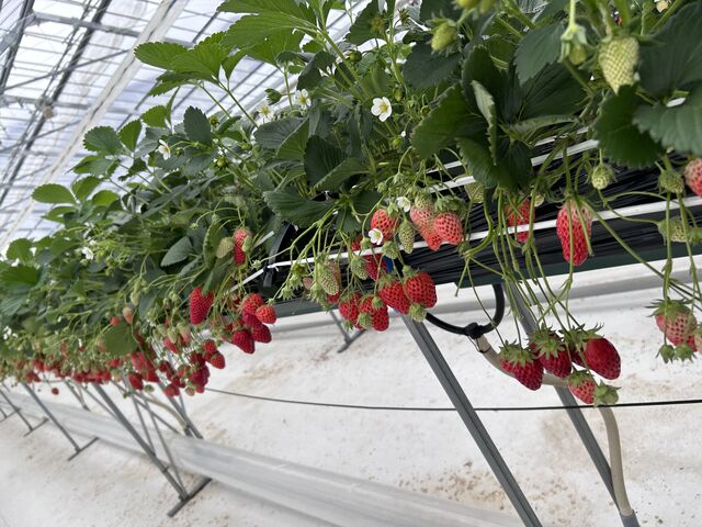 �ꌩ�A�Ԃ��Ă���Ȃɔ����������Ȃ̂Ɂc_�����L���[�����s�{�Ã��]�[�g���X�p