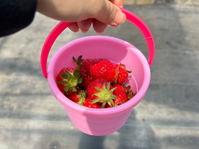 �z��ꂽ�o�P�c_�͂�Ȃt�@�[��