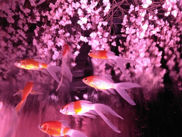 ���Ƌ���_�A�[�g�A�N�A���E�����p�� GINZA