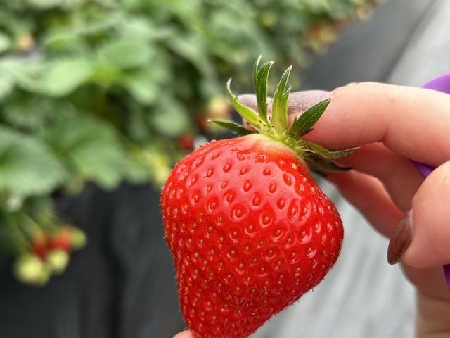 ���̌`�̃C�`�S���������I_��̂��������p�[�N