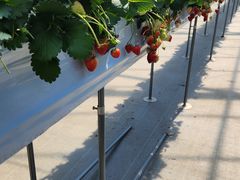 �Ȃ������STRAWBERRY GARDEN ROYAL�ւ̓��e�ʐ^1