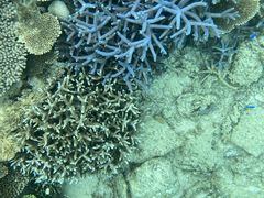 sayonekoTHE BEACH CLUBւ̓eʐ^2