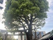 �Ȃ�����̖��z�X��_�Ђ̓��e�ʐ^3