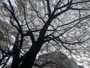 �Ȃ�����̖��z�X��_�Ђ̓��e�ʐ^4