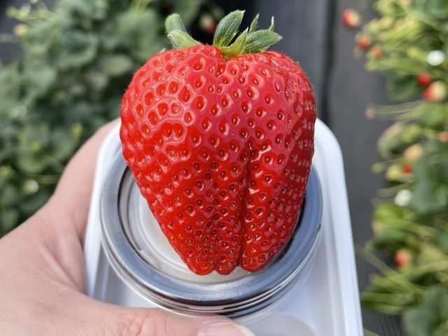 �X�J�C�x���[�ł�_�����X�g���x���[�p�[�N