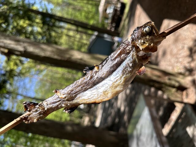 ���񂪂�_�X�ƌ΂̊y�� Workshop Camp Resort