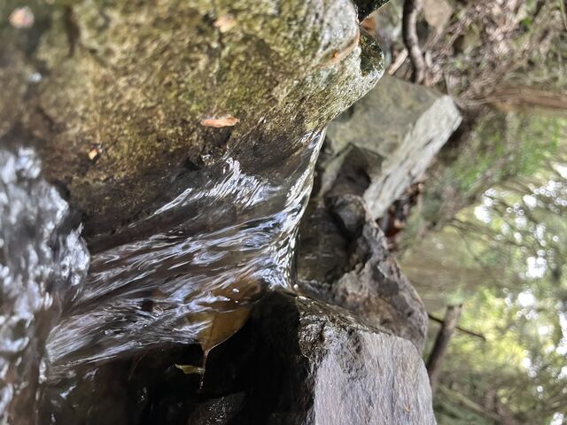 �|�����񂳂�̓V�_�̑�̓��e�ʐ^2