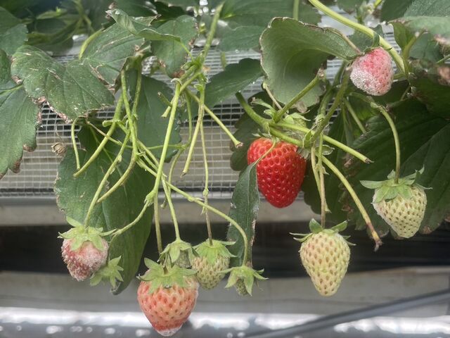 �S�̓I�ɂ��̃J�r�Ă邢���������������ł�_�������_���������s�A�b�c�@