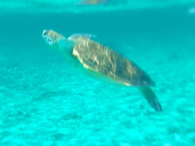 �V�j�����ł��A�E�~�K���ɉ�܂���(^_^)v_������ЂƂ�����