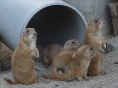 ȁHcsXR`I̐X`ւ̓eʐ^1