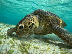 sasa̋{Ó} GB QUESTւ̓eʐ^1