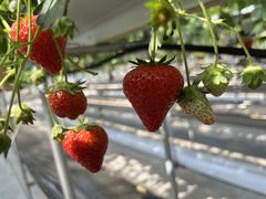 yucoyuco̎RFUJIt[cp[Nւ̓eʐ^1