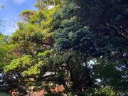 EbL[̉_Ђ̃^u̖؂̓eʐ^1