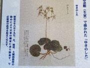 EbL[̖؉ۑYLOق̓eʐ^1