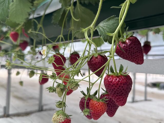 �������͎Ԉ֎q�⏬���Ȏq�����₷���ł�_ABC FARM