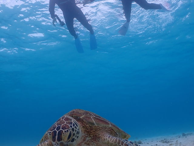 �T�Ɖ�Ċ���������_���d�����}�����n�[�g�{�Ó�