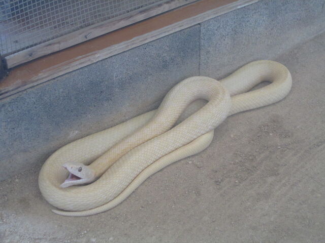 �a����[�I_���Ái�V�_�j���֎�����