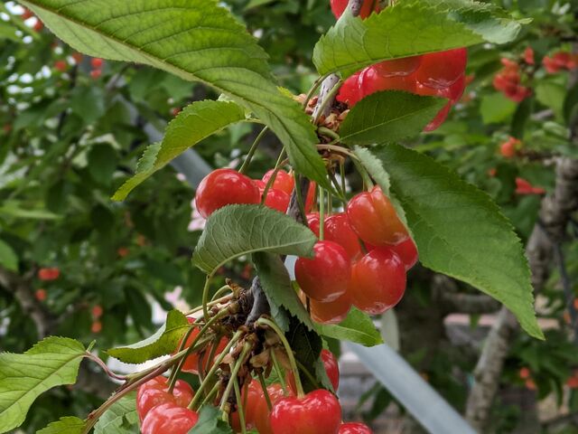 �����Ăǂ̖؂��ǂ̕i�킩������Ă��Ȃ����߁A�����̊��o�ŐH�ה�ׂ����܂��B_�������ڎ��E�t���[�c�����_��