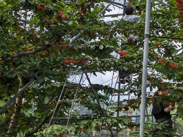 �ʏ�͖ڈ�̃e�[�v�������Ă���ꏊ�̓��������ł����A�S�[���f���R�[�X�͂ǂ��֍s���Ă����R�ł��B_�������ڎ��E�t���[�c�����_��