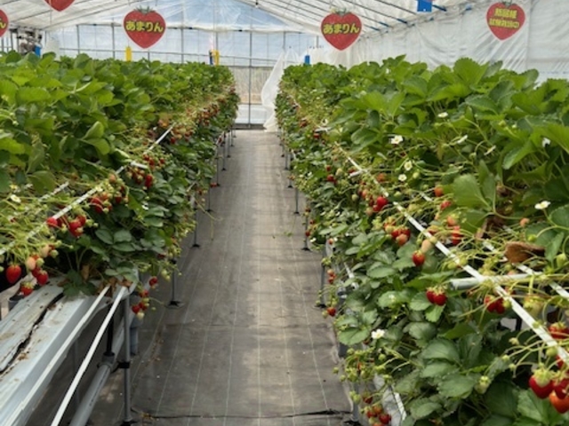 ���܂�񂪔�������_�X�g���x���[�G���W�F��