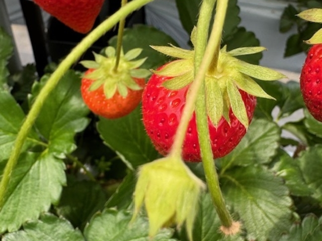 �傫�ȃC�`�S�΂���_�X�g���x���[�G���W�F��