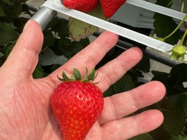 �傫�ȃC�`�S�T�C�R�[�ł��B_�X�g���x���[�G���W�F��