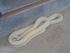 k_bNNo2̍ÁiV_j֎قւ̓eʐ^1