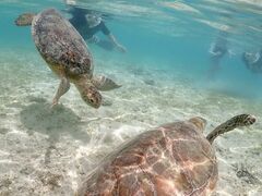 ˂̋{blue܂ق΂ւ̓eʐ^1