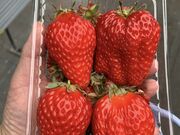 �Ђł낳��̕��}�_���������n�E�X�̓��e�ʐ^1