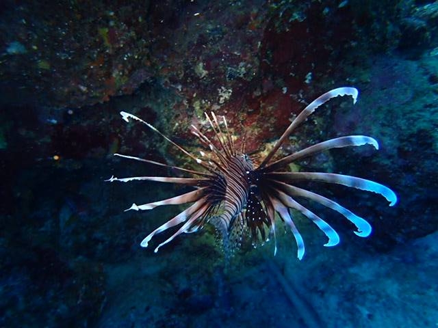 �Èłɂ����Ȃ茻�ꂽ_����}�����T�[�r�X�u���[�P�[�u