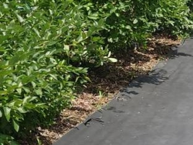 �����₷������_Apple&Blueberry Garden �Ƃ�����