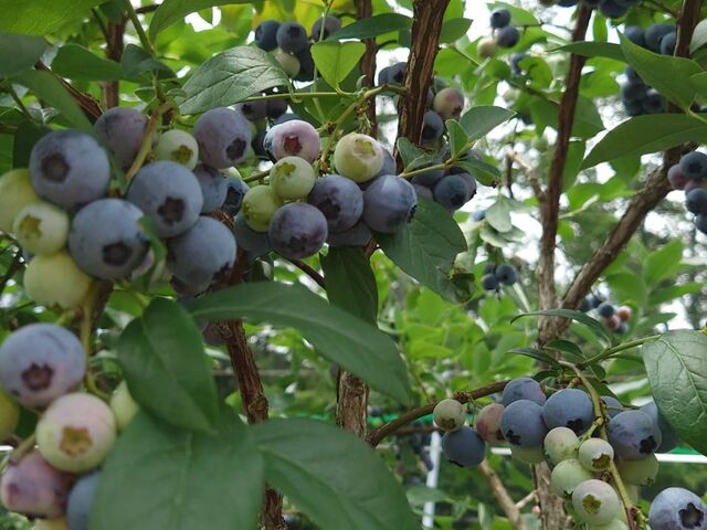 �Â݂�����_Apple&Blueberry Garden �Ƃ�����