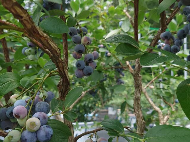 �u�₩�ŊÎ_���ς�_Apple&Blueberry Garden �Ƃ�����