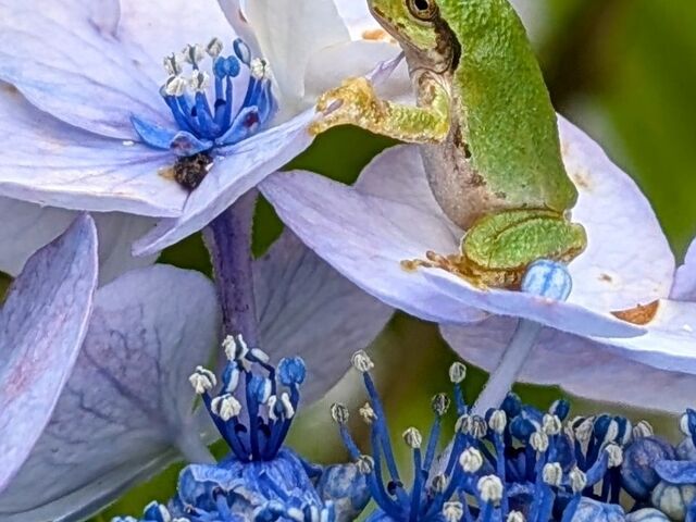 ���z�ԂƃJ�G��_�l�G�̗� �ΐ���