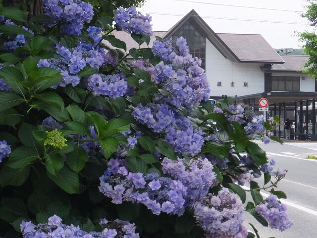 ���c�̎��z�ԂƊ��q�w_�i�q���q�w